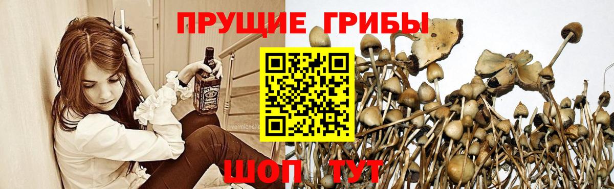 Псилоцибиновые грибы GOLDEN TEACHER  Галлюциногенные грибы прущие грибы  Ухта  Вход с VPN 